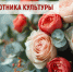 Поздравление главы Таймыра Алексея Членова с Днем работника культуры. - Таймырский Долгано-Ненецкий район